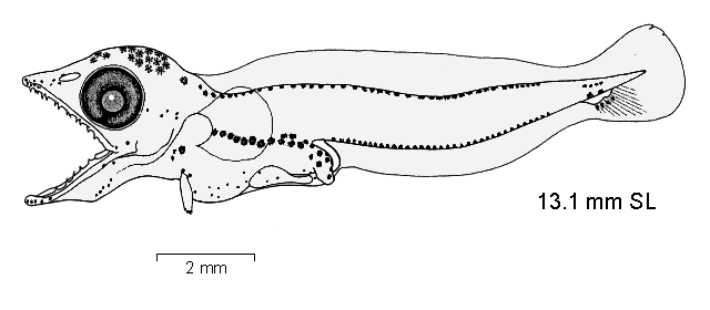 Champsocephalus gunnari