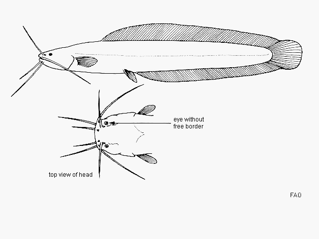 Clariallabes petricola
