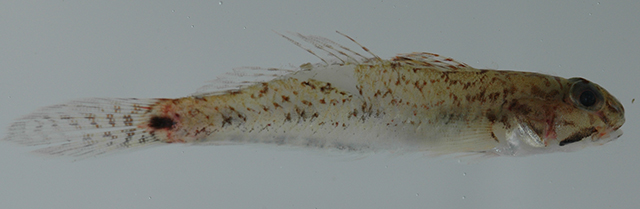 Ctenogobius pseudofasciatus