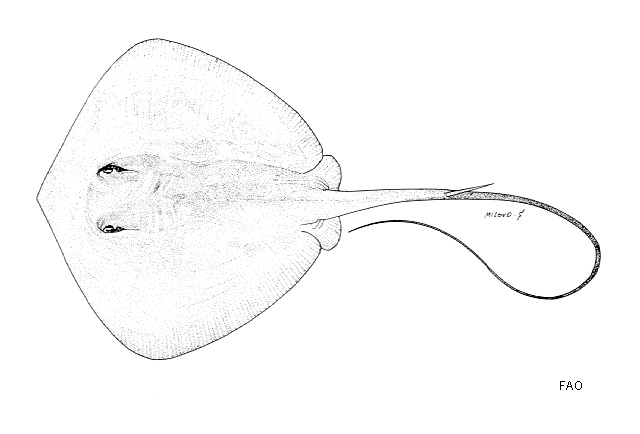 Hemitrygon fluviorum