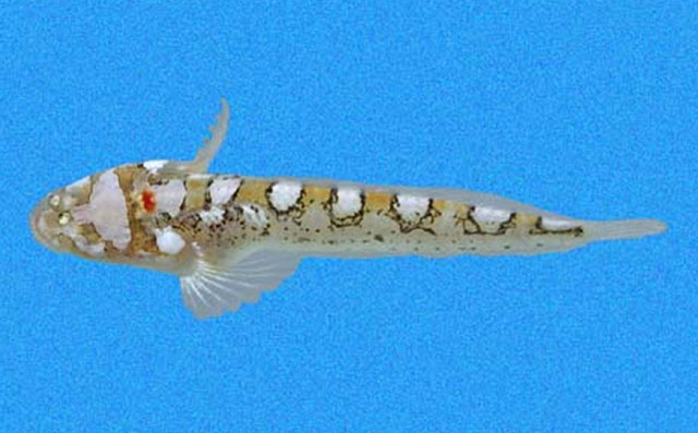Dactyloscopus pectoralis