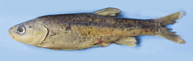 Delminichthys jadovensis