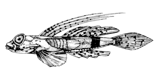 Diplogrammus pauciradiatus
