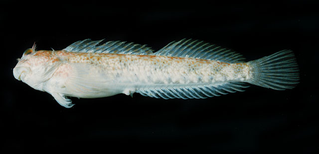 Entomacrodus rofeni