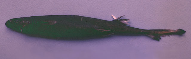 Etmopterus polli
