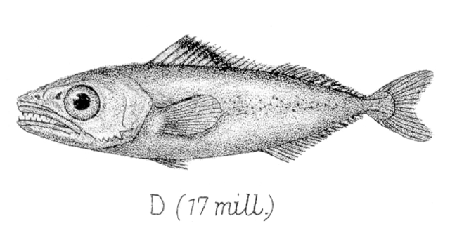 Euthynnus alletteratus