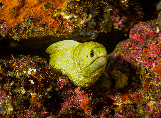 Gymnothorax conspersus