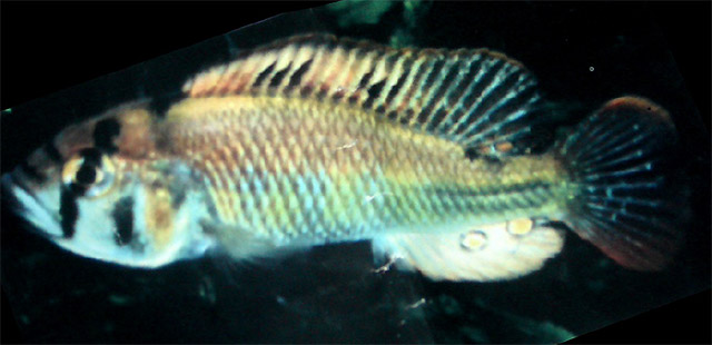 Haplochromis rudolfianus