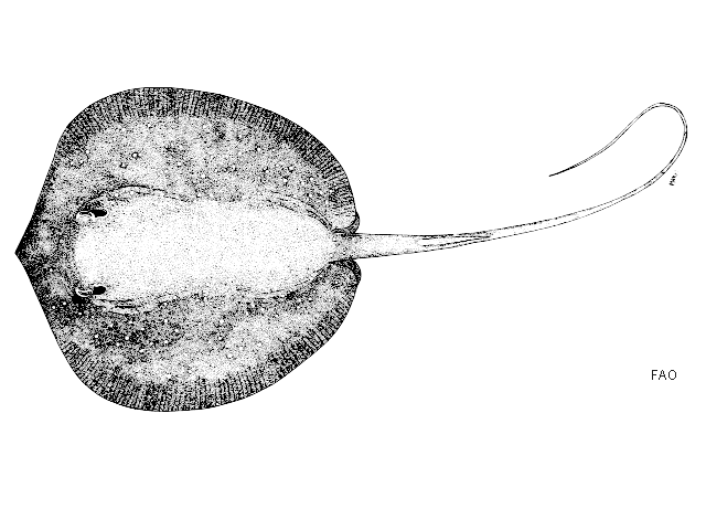 Urogymnus granulatus