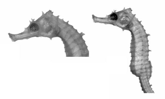 Hippocampus jugumus