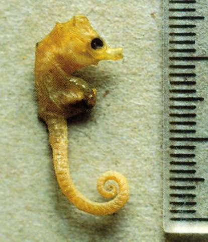 Hippocampus minotaur
