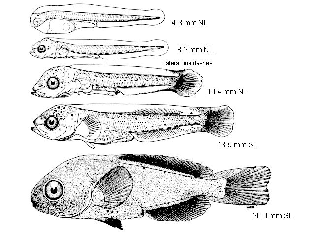 Icichthys lockingtoni