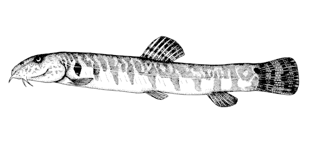 Iksookimia longicorpa