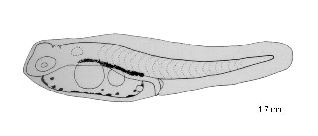 Lagocephalus spadiceus