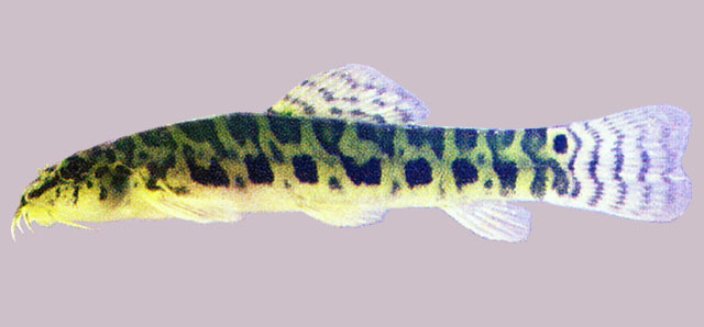 Lepidocephalichthys birmanicus
