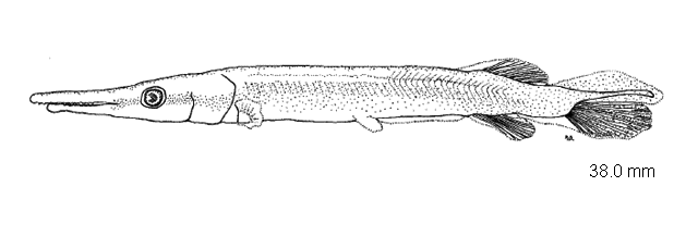 Lepisosteus platostomus
