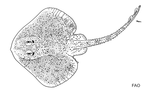 Leucoraja yucatanensis