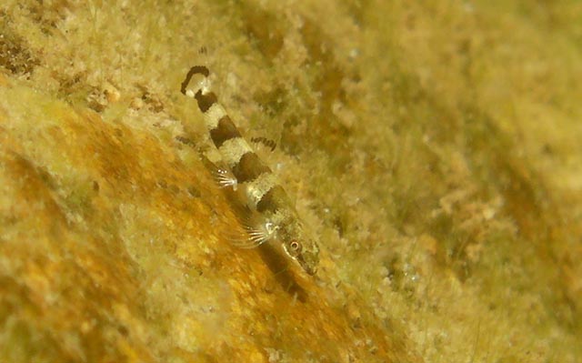 Liniparhomaloptera disparis