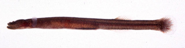 Luciogobius parvulus