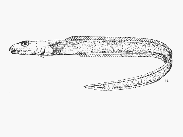 Lycodonus vermiformis
