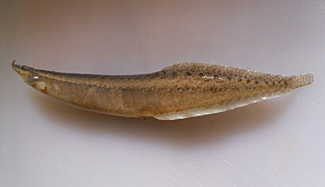 Macrognathus albus