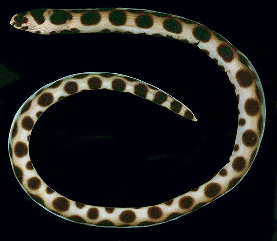 Myrichthys maculosus