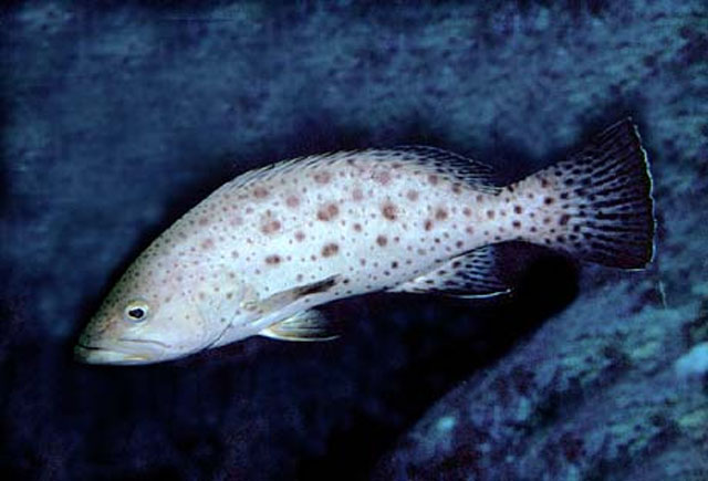 Mycteroperca prionura