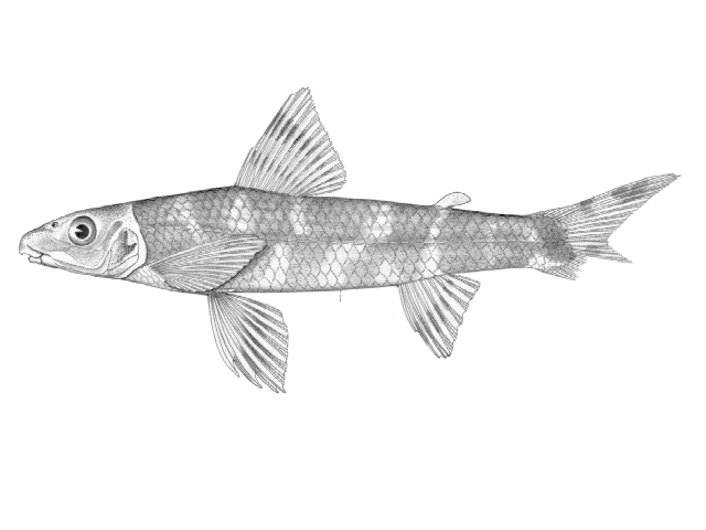 Nannocharax procatopus