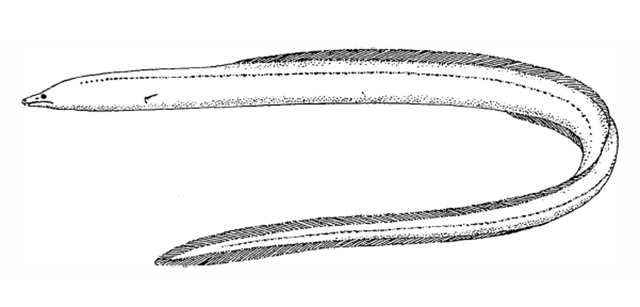 Neenchelys microtretus