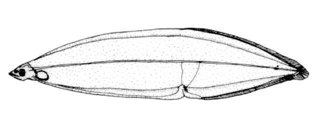 Neoconger mucronatus