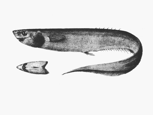 Notacanthus sexspinis