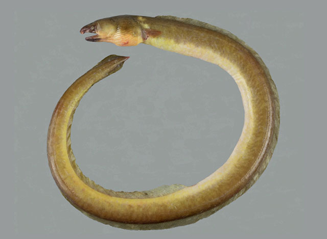 Ophichthus olivaceus