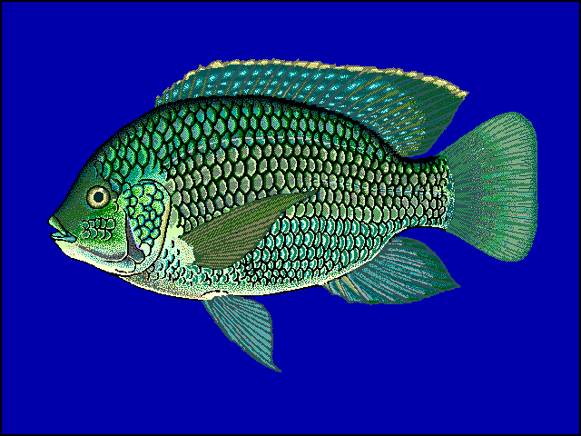 Oreochromis macrochir