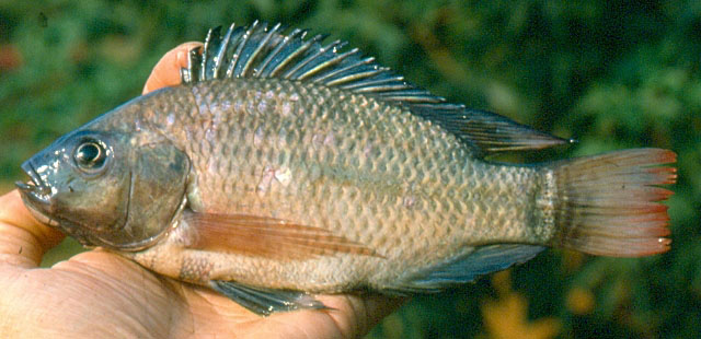 Oreochromis niloticus