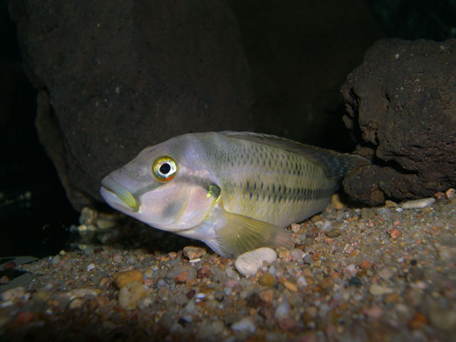 Orthochromis stormsi