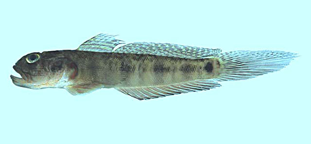 Oxyurichthys papuensis