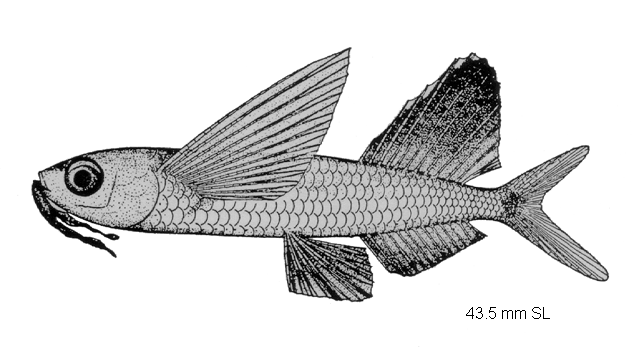 Parexocoetus brachypterus