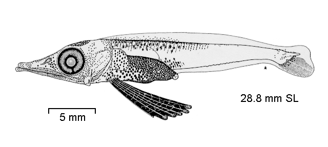 Pagetopsis macropterus