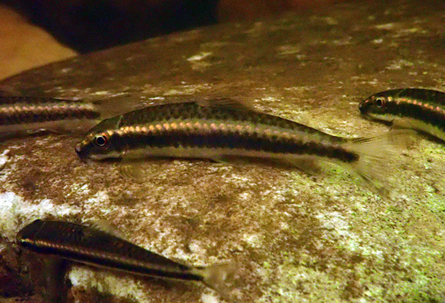 Paracrossochilus vittatus