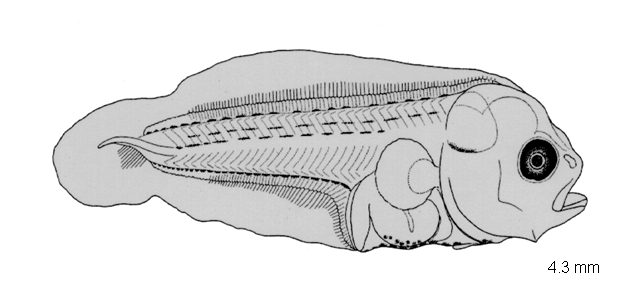 Pelotretis flavilatus