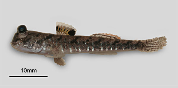 Periophthalmus gracilis