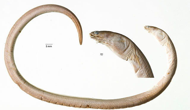 Pisodonophis copelandi