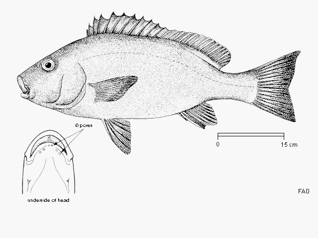 Plectorhinchus chubbi
