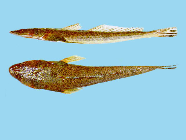 Platycephalus indicus