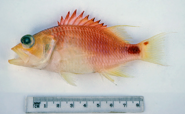Plectranthias maculicauda