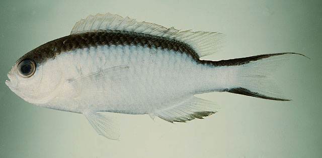 Pomachromis fuscidorsalis