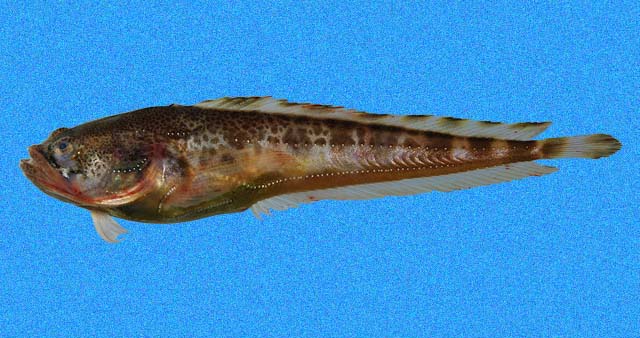 Porichthys margaritatus