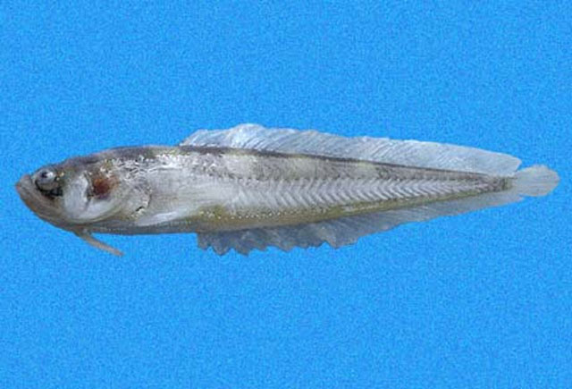 Porichthys oculellus