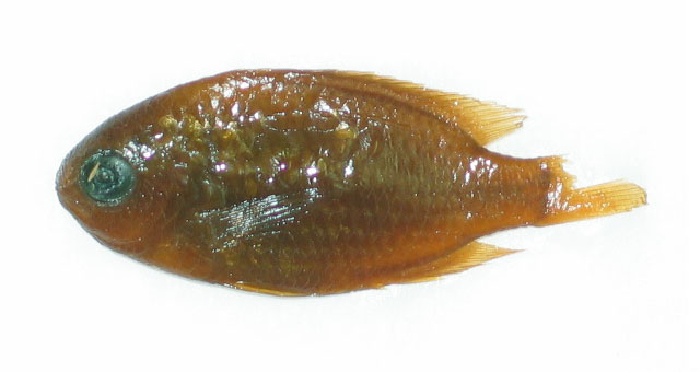 Pomacentrus smithi