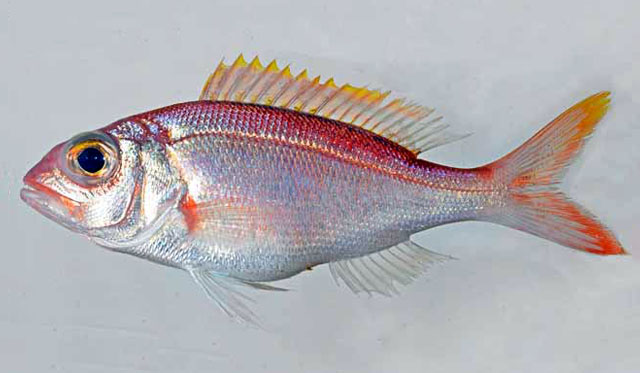 Pristipomoides macrophthalmus